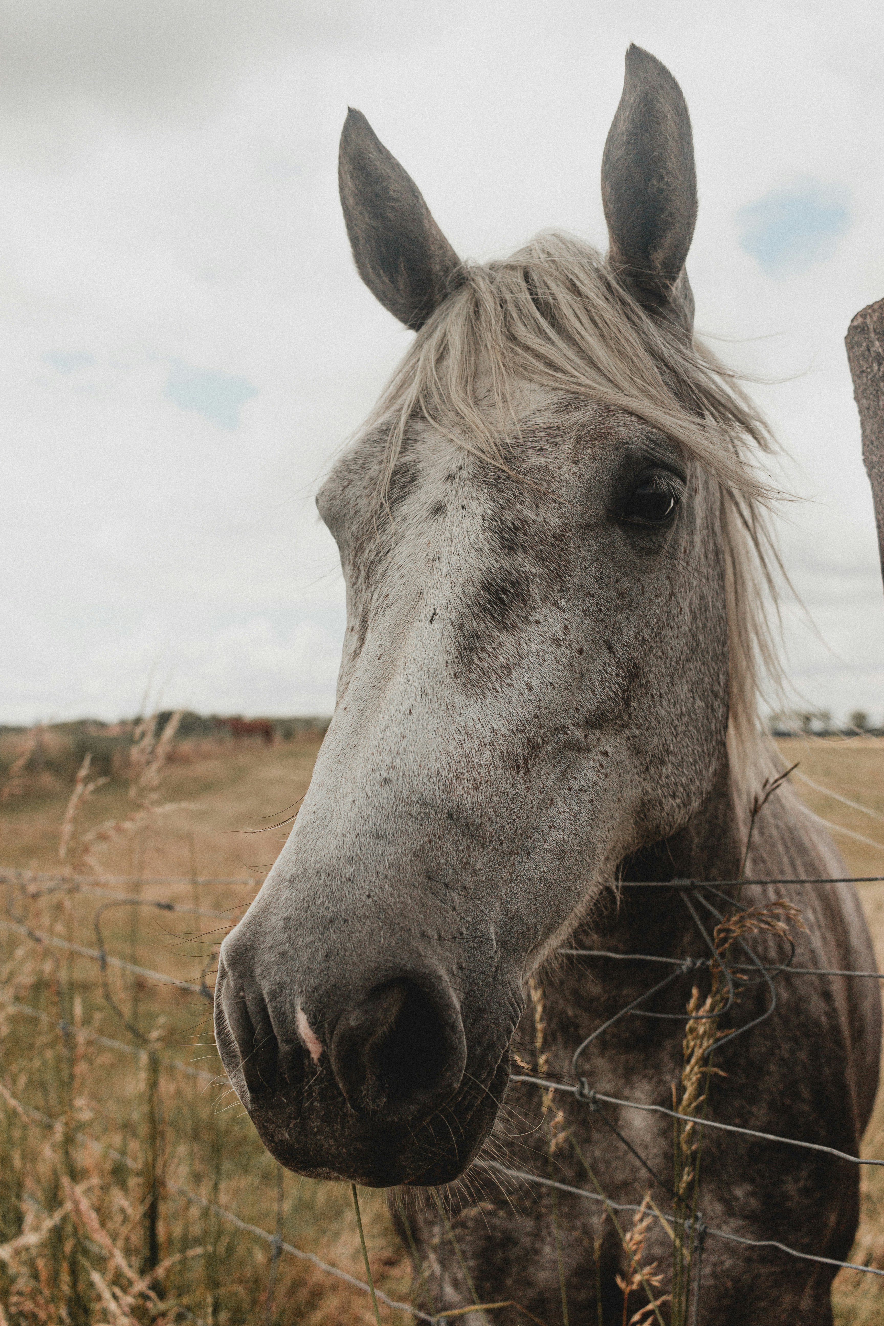 white horse on brown grass field during daytime